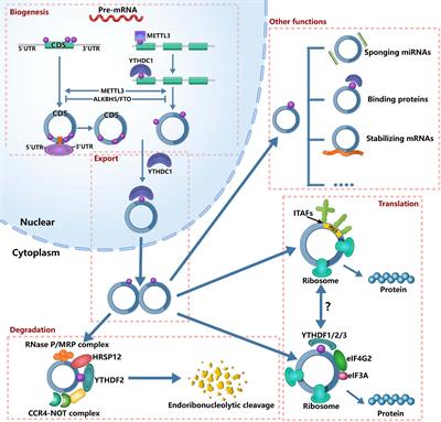 N6-Methyladenosine Modification Opens a New Chapter in Circular RNA Biology